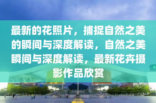 最新的花照片，捕捉自然之美的瞬間與深度解讀，自然之美瞬間與深度解讀，最新花卉攝影作品欣賞